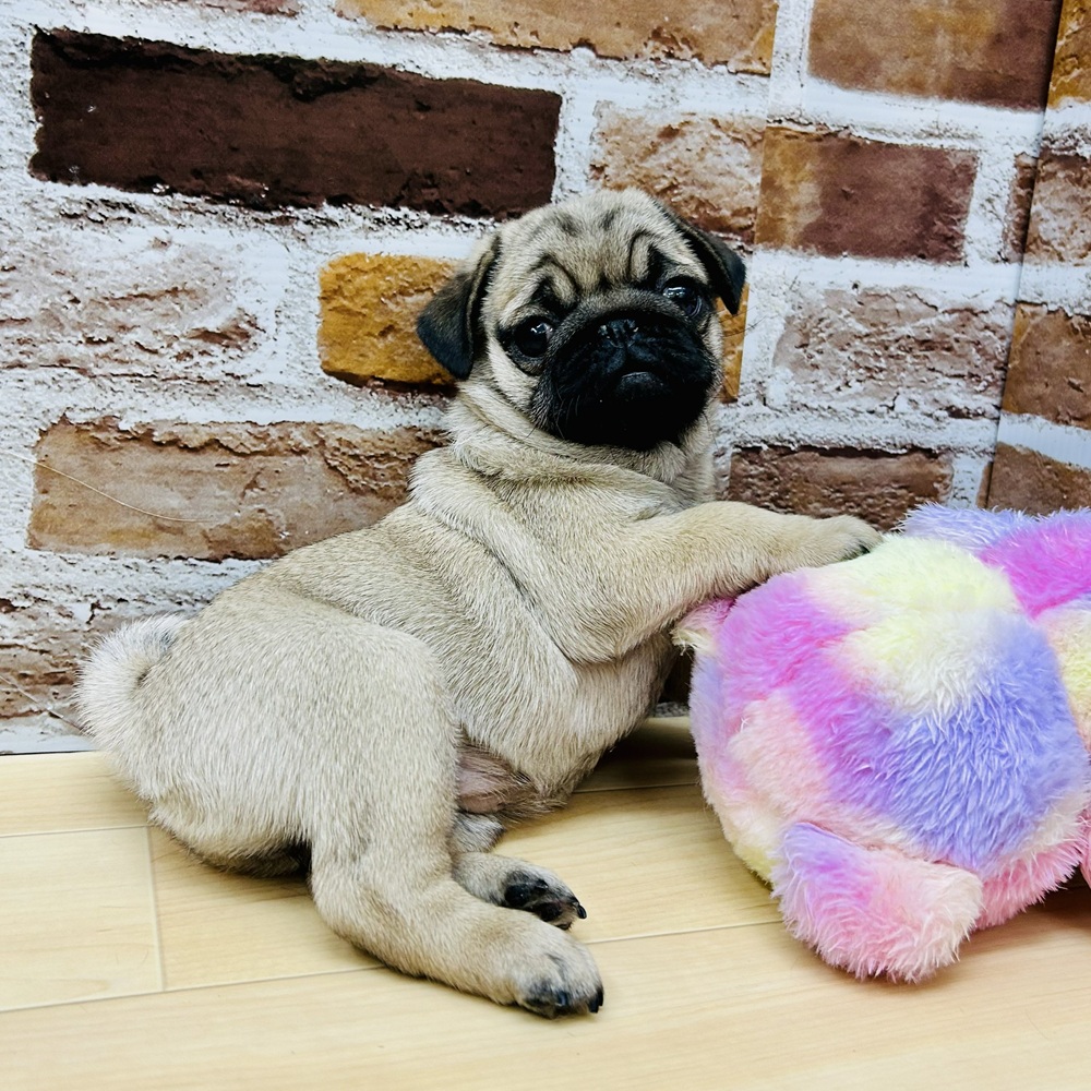 愛知県のパグ (犬の家＆猫の里七宝店/2025年9月7日生まれ/女の子/フォーン)の子犬の2枚目の画像