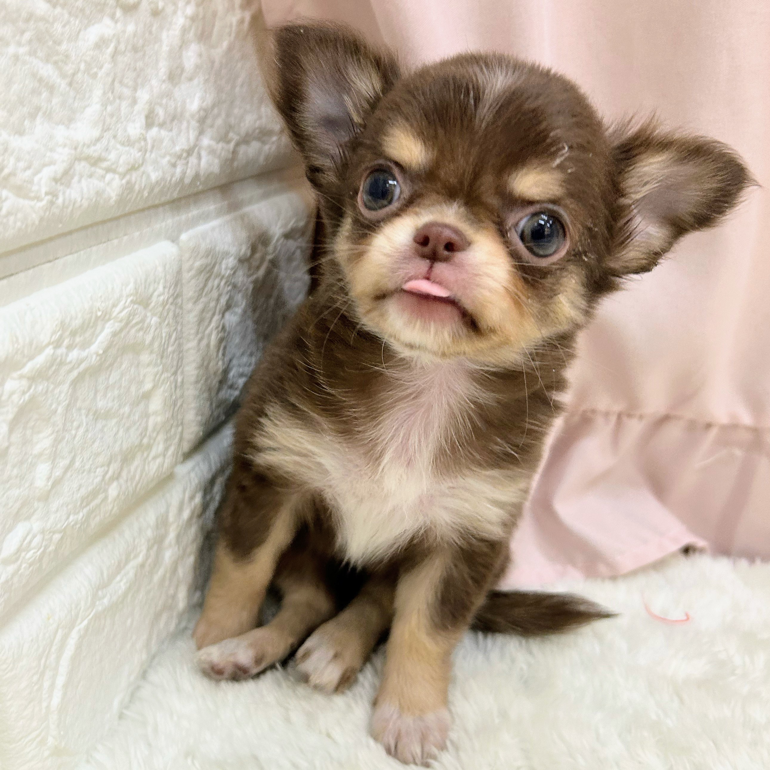 愛知県のチワワ(ロング) (犬の家＆猫の里アミーゴ神の倉店/2025年9月5日生まれ/女の子/チョコレートタンホワイト)の子犬の2枚目の画像