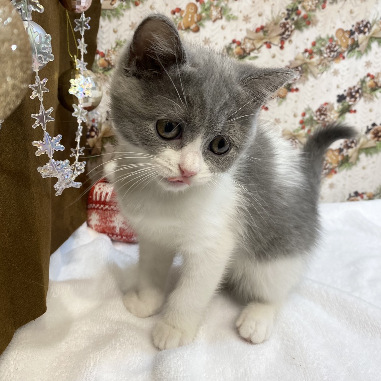 長野県のブリティッシュショートヘアー (犬の家＆猫の里カインズ梓川店/2025年8月29日生まれ/女の子/ブルーホワイト)の子猫の2枚目の画像