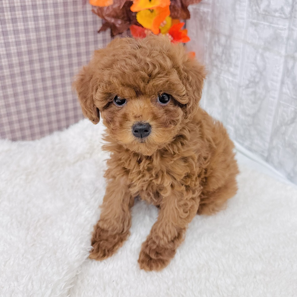 愛知県のトイプードル(トイ) (犬の家＆猫の里エアポートウォーク店/2025年9月7日生まれ/女の子/レッド)の子犬の1枚目の画像