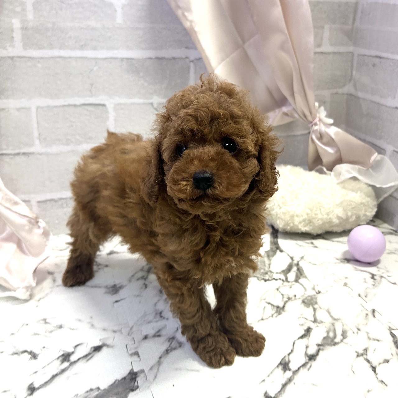 愛知県のトイプードル(トイ) (犬の家＆猫の里岡崎店/2025年9月7日生まれ/男の子/レッド)の子犬の2枚目の画像