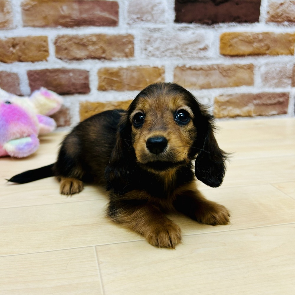 愛知県のカニンヘンダックスフンド(ロング) (犬の家＆猫の里七宝店/2025年9月6日生まれ/女の子/シェーデットレッド)の子犬の2枚目の画像