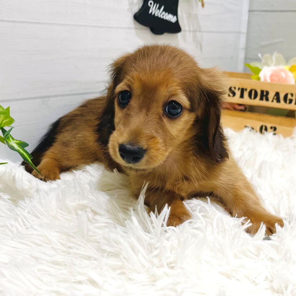 愛知県のカニンヘンダックスフンド(ロング) (犬の家＆猫の里豊田店/2025年9月6日生まれ/女の子/シェーデットレッド)の子犬の2枚目の画像