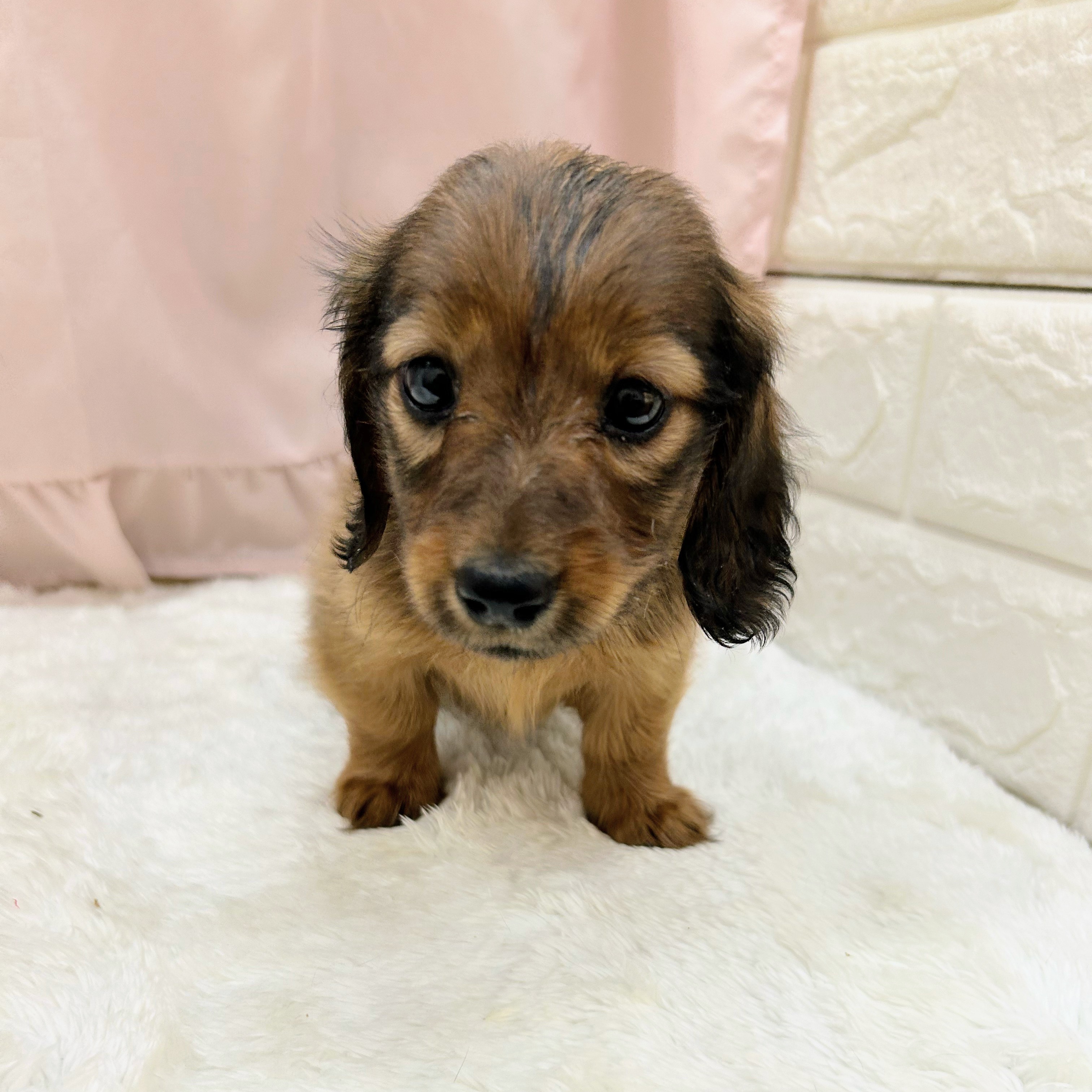 愛知県のカニンヘンダックスフンド(ロング) (犬の家＆猫の里アミーゴ神の倉店/2025年9月6日生まれ/女の子/シェーデットレッド)の子犬の2枚目の画像