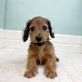 静岡県のカニンヘンダックスフンド(ロング) (犬の家＆猫の里マークイズ静岡店/2025年9月6日生まれ/男の子/シェーデットレッド)の子犬の2枚目の画像