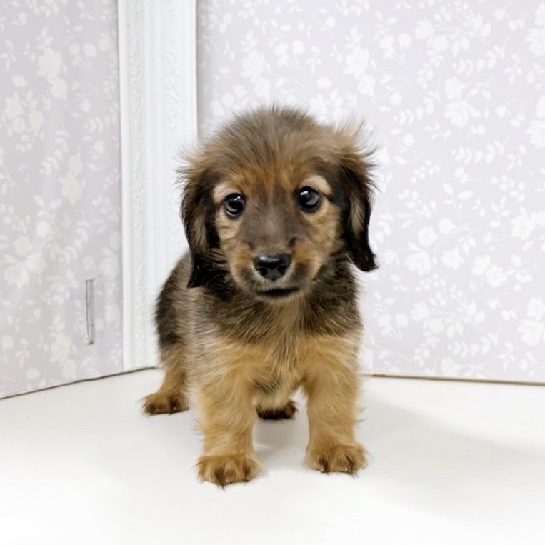 富山県のカニンヘンダックスフンド(ロング) (犬の家＆猫の里アミーゴ高岡蓮花寺店/2025年9月6日生まれ/男の子/シェーデットレッド)の子犬の2枚目の画像