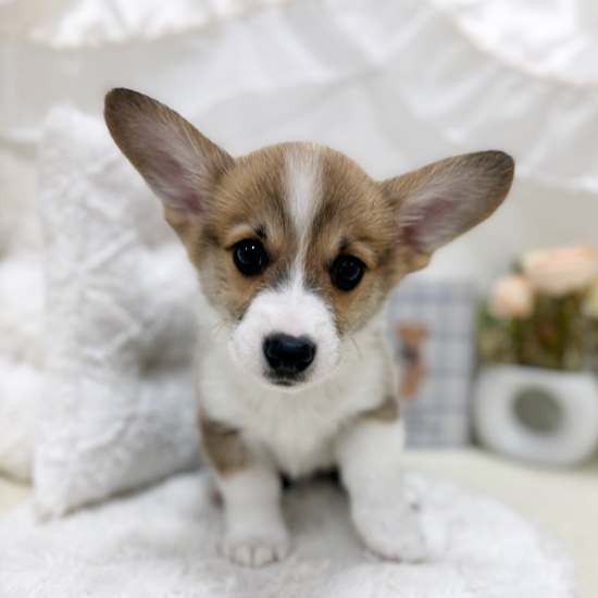 岐阜県のウェルシュコーギーペンブローク (犬の家＆猫の里カラフルタウン岐阜店/2025年9月4日生まれ/男の子/レッドホワイト)の子犬