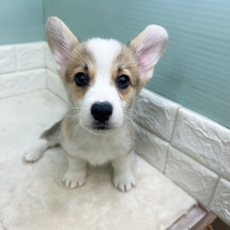 静岡県のウェルシュコーギーペンブローク (犬の家＆猫の里マークイズ静岡店/2025年9月4日生まれ/男の子/レッドホワイト)の子犬の1枚目の画像