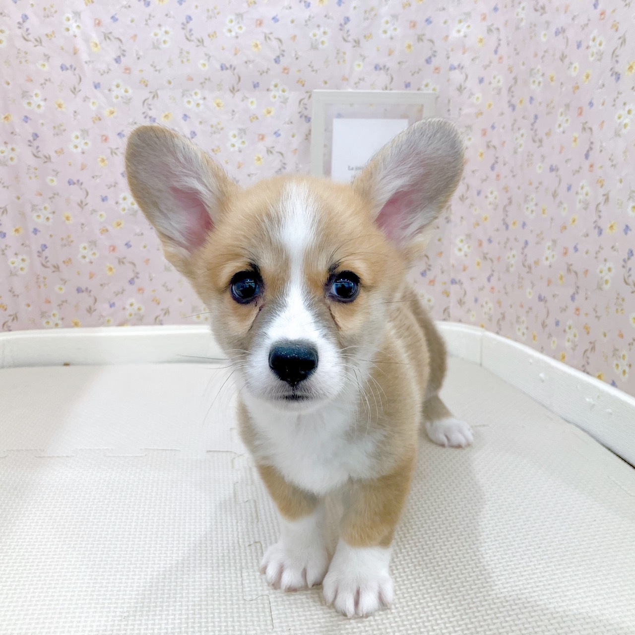 石川県のウェルシュコーギーペンブローク (犬の家＆猫の里金沢店/2025年9月5日生まれ/男の子/レッドホワイト)の子犬の2枚目の画像