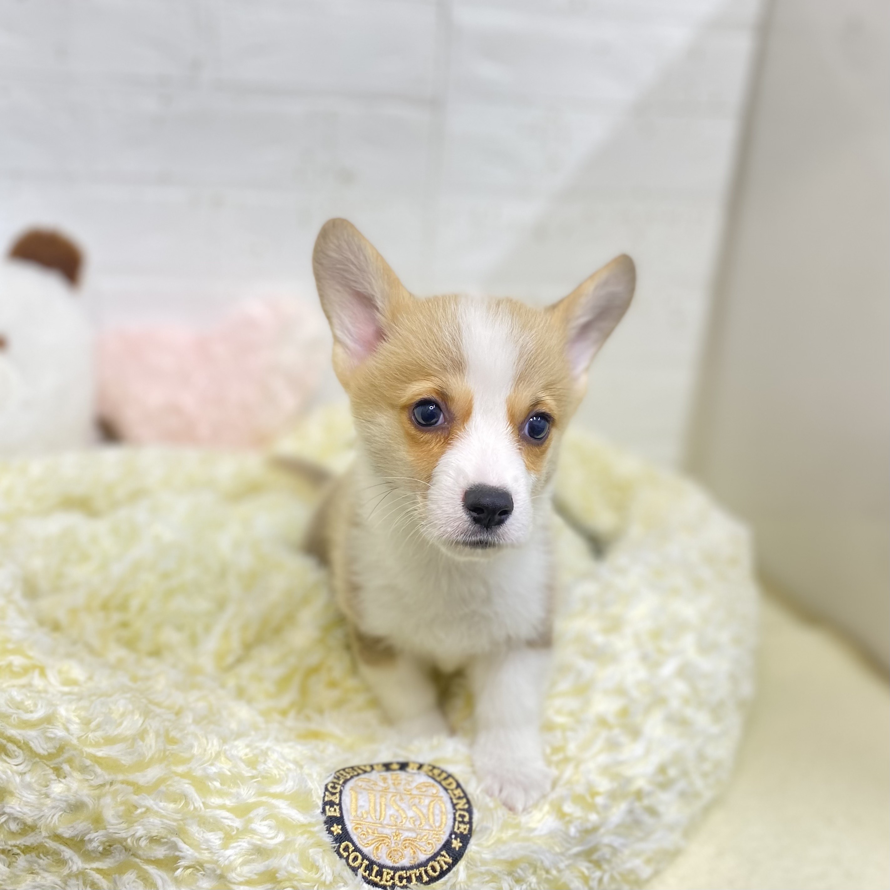 長野県のウェルシュコーギーペンブローク (犬の家＆猫の里長野店/2025年9月5日生まれ/男の子/レッドホワイト)の子犬の2枚目の画像