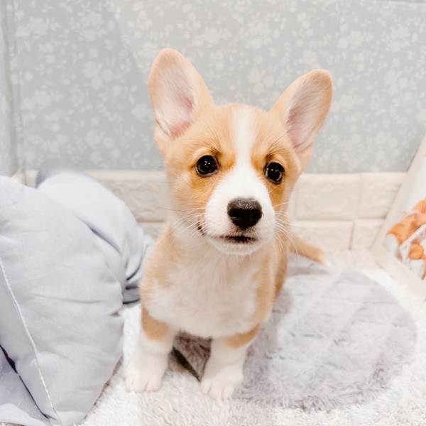 福井県のウェルシュコーギーペンブローク (犬の家＆猫の里福井店/2025年9月5日生まれ/女の子/レッドホワイト)の子犬の2枚目の画像