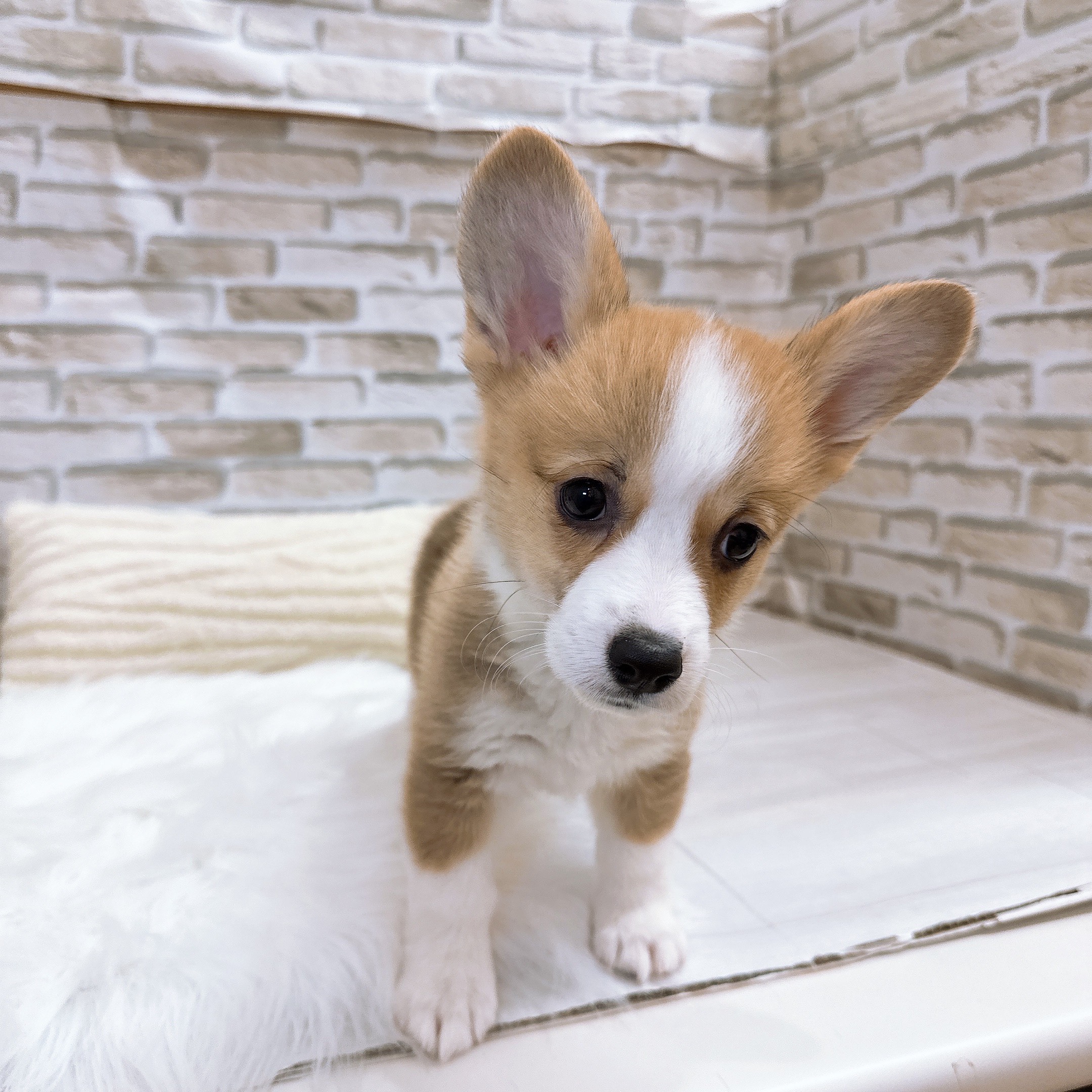 神奈川県のウェルシュコーギーペンブローク (犬の家＆猫の里モザイクモール港北店/2025年9月5日生まれ/女の子/レッドホワイト)の子犬の2枚目の画像