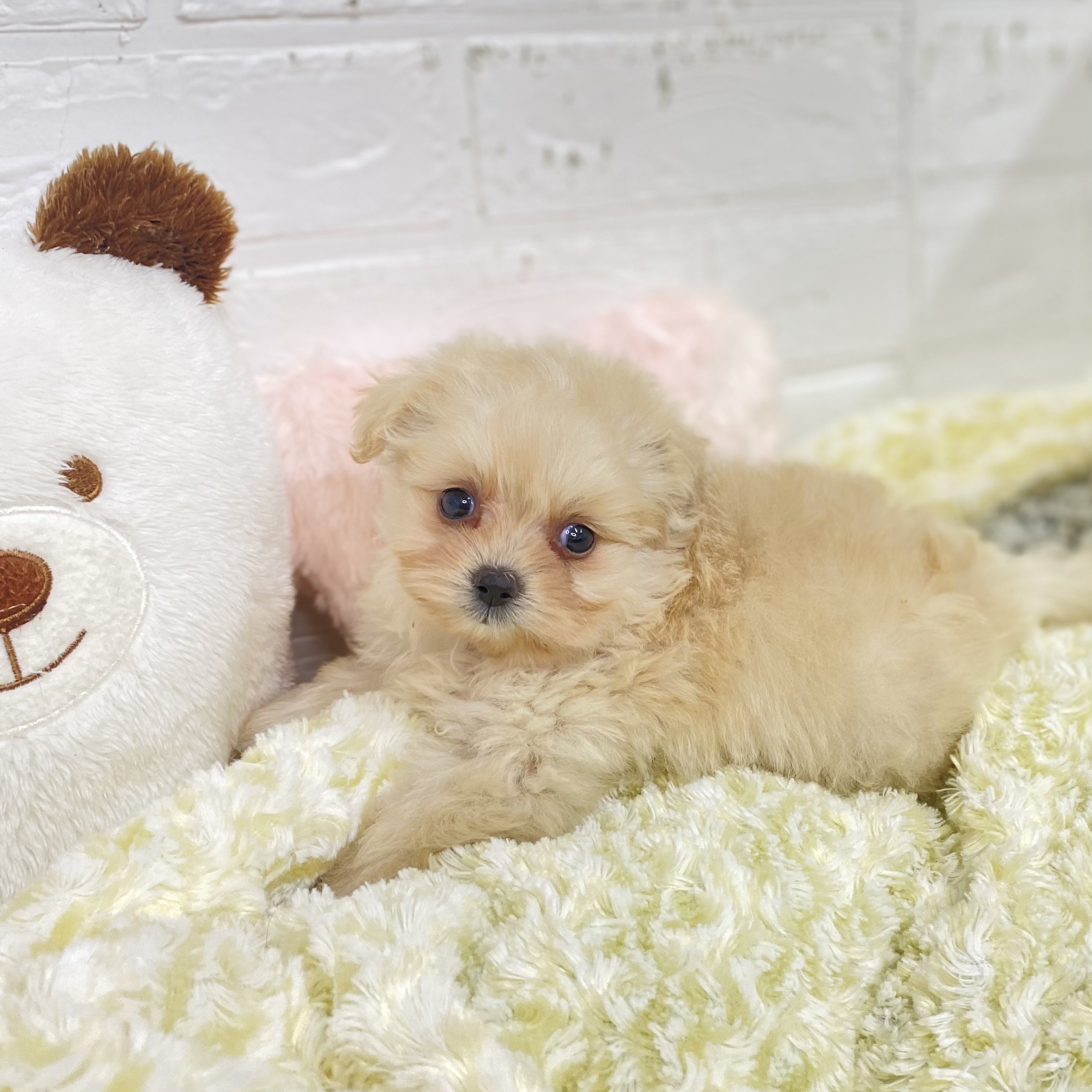 長野県のポメプー(ポメラニアン×プードル) (犬の家＆猫の里長野店/2025年9月7日生まれ/女の子/クリーム)の子犬の2枚目の画像