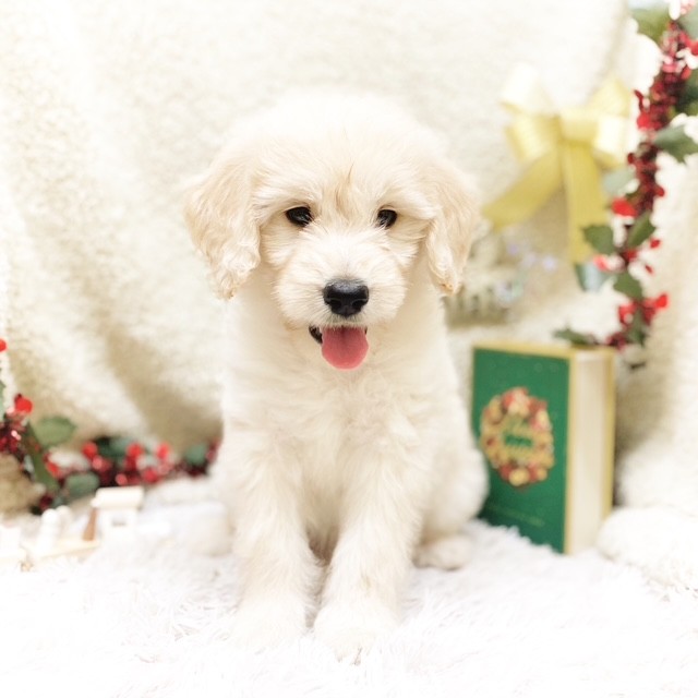 静岡県のゴールデンドゥードゥル(ゴールデン×プードル) (犬の家＆猫の里藤枝店/2025年9月7日生まれ/男の子/クリーム)の子犬の1枚目の画像