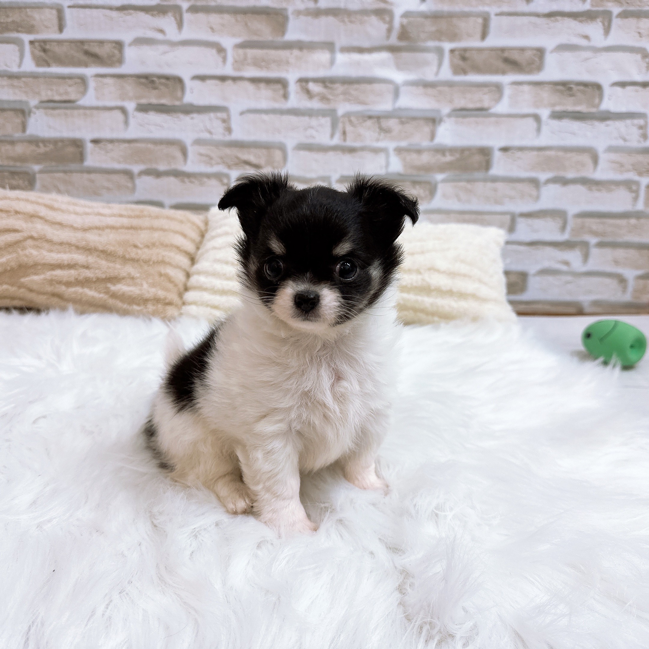 神奈川県のチワワ(ロング) (犬の家＆猫の里モザイクモール港北店/2025年9月8日生まれ/女の子/ホワイトブラックタン)の子犬の1枚目の画像