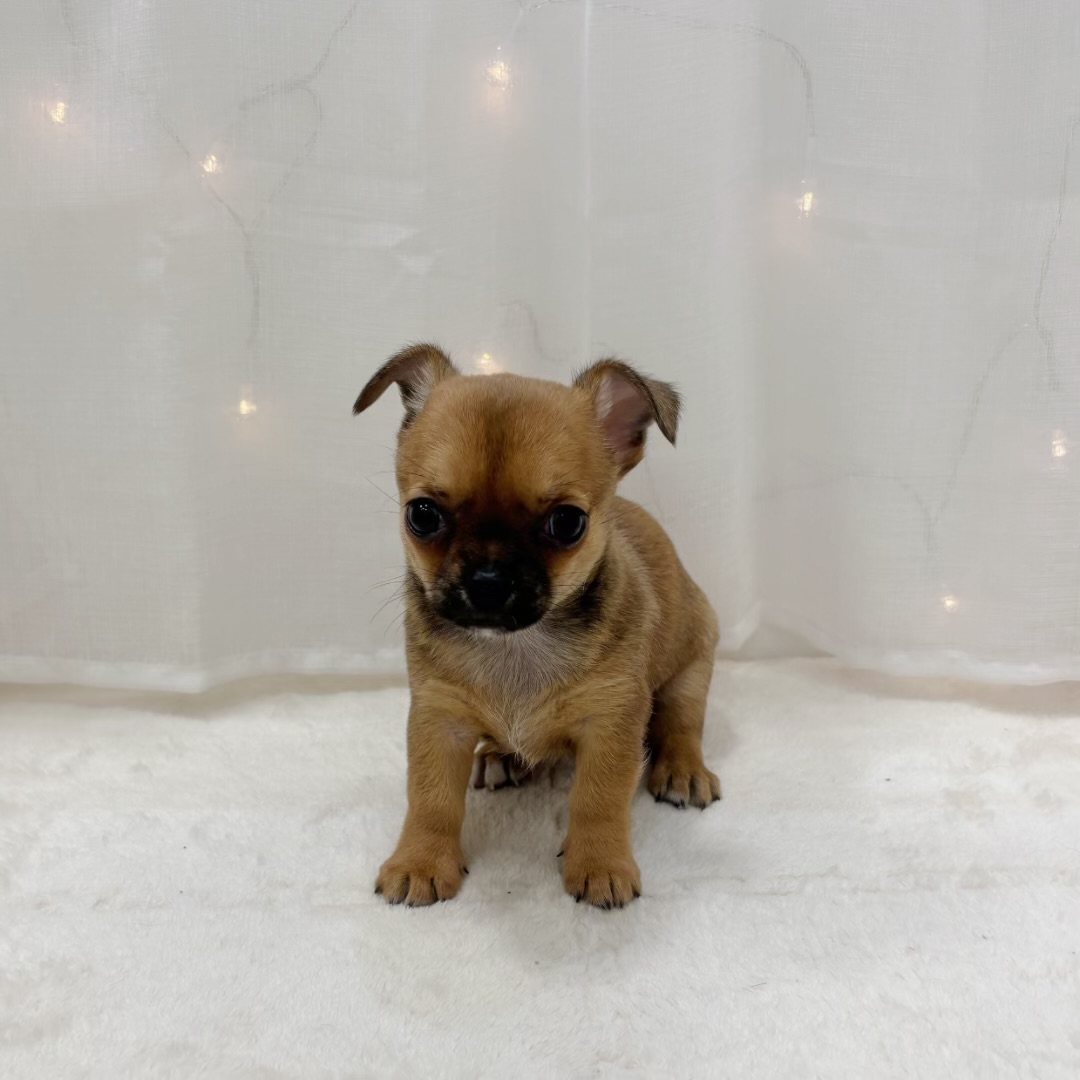 千葉県のチワワ(スムース) (犬の家＆猫の里BIGHOPガーデンモール印西店/2025年9月9日生まれ/女の子/レッド)の子犬の2枚目の画像