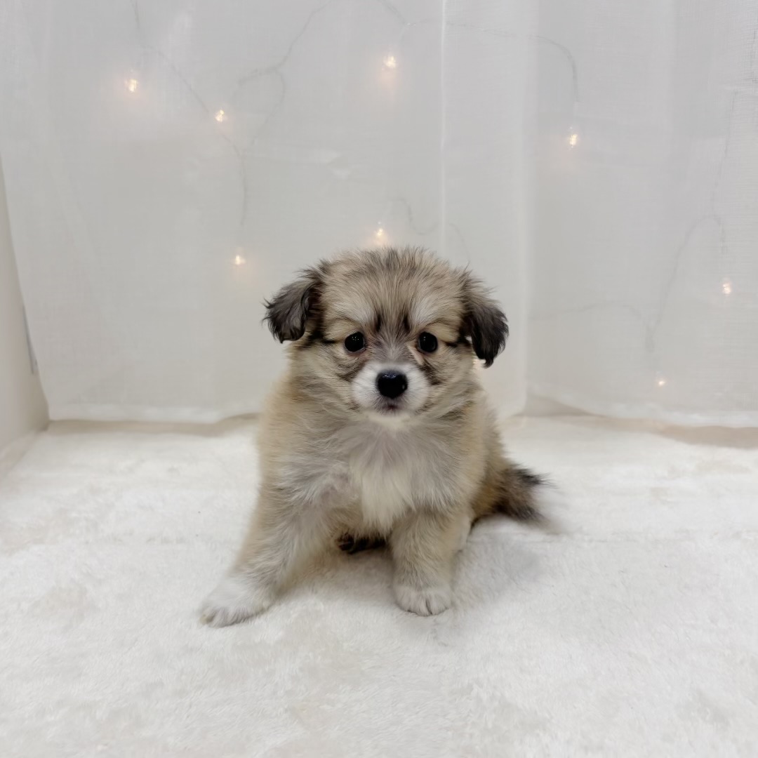 千葉県のポメックス(ポメラニアン×ダックス) (犬の家＆猫の里BIGHOPガーデンモール印西店/2025年9月8日生まれ/女の子/シェーデットイエロー)の子犬の2枚目の画像