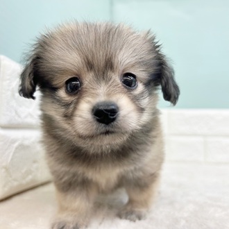 静岡県のポメックス(ポメラニアン×ダックス) (犬の家＆猫の里マークイズ静岡店/2025年9月8日生まれ/男の子/シェーデットイエロー)の子犬の2枚目の画像