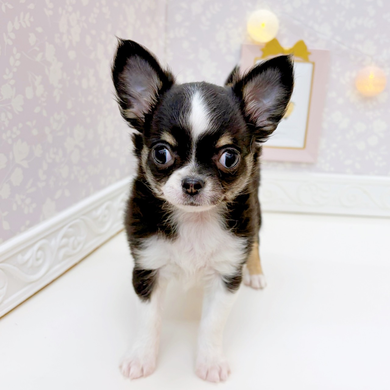 富山県のチワワ(ロング) (犬の家＆猫の里富山店/2025年9月9日生まれ/女の子/ブラックタンホワイト)の子犬