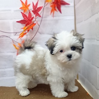 静岡県のマルズー/マルシーズ(マルチーズ×シーズー) (犬の家＆猫の里プレ葉ウォーク浜北店/2025年9月7日生まれ/男の子/ホワイトブラウン)の子犬の2枚目の画像