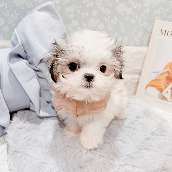 福井県のマルズー/マルシーズ(マルチーズ×シーズー) (犬の家＆猫の里福井店/2025年9月7日生まれ/女の子/ホワイトブラウン)の子犬の1枚目の画像