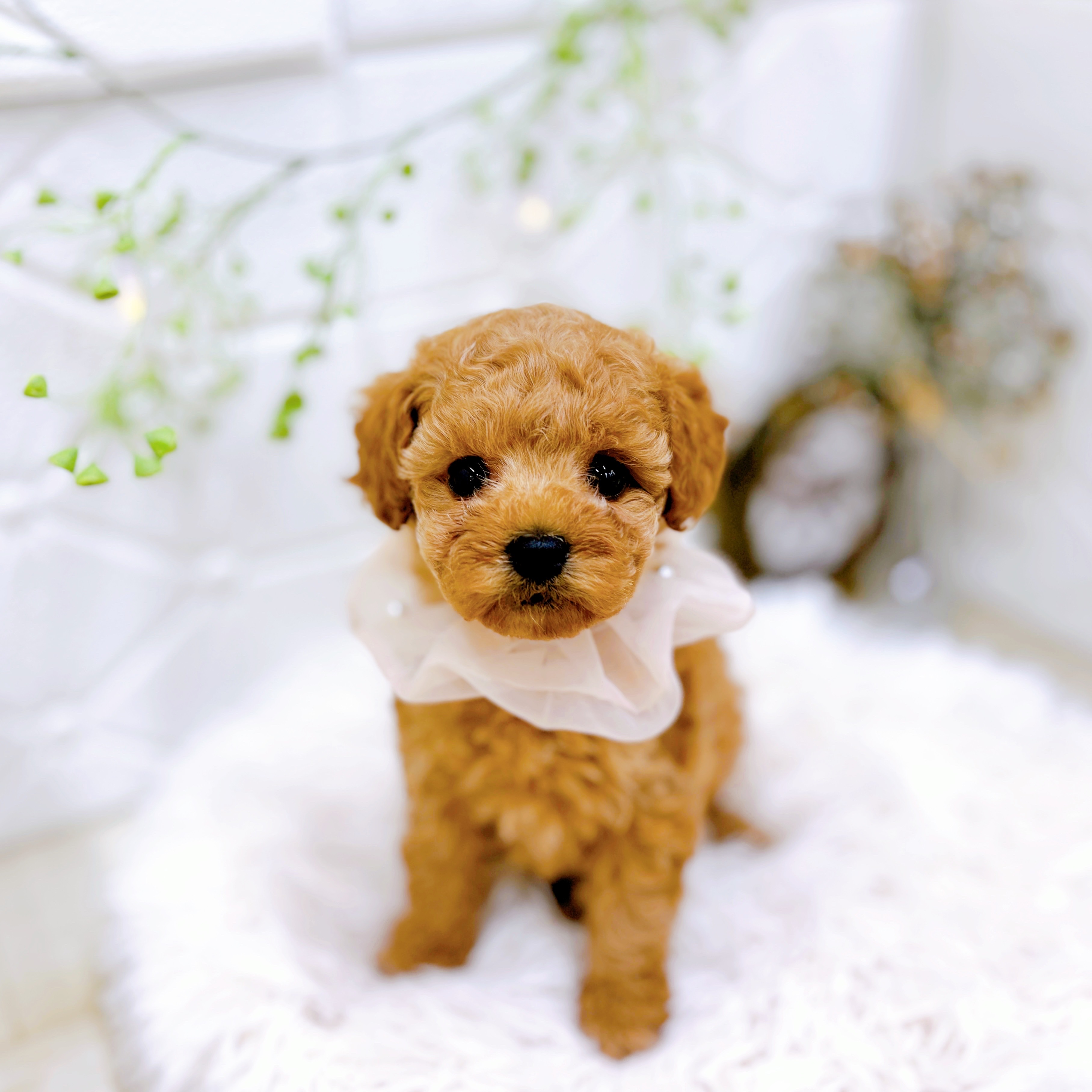 福井県のトイプードル(タイニー) (犬の家＆猫の里アミーゴ福井店/2025年9月5日生まれ/女の子/アプリコット)の子犬の1枚目の画像