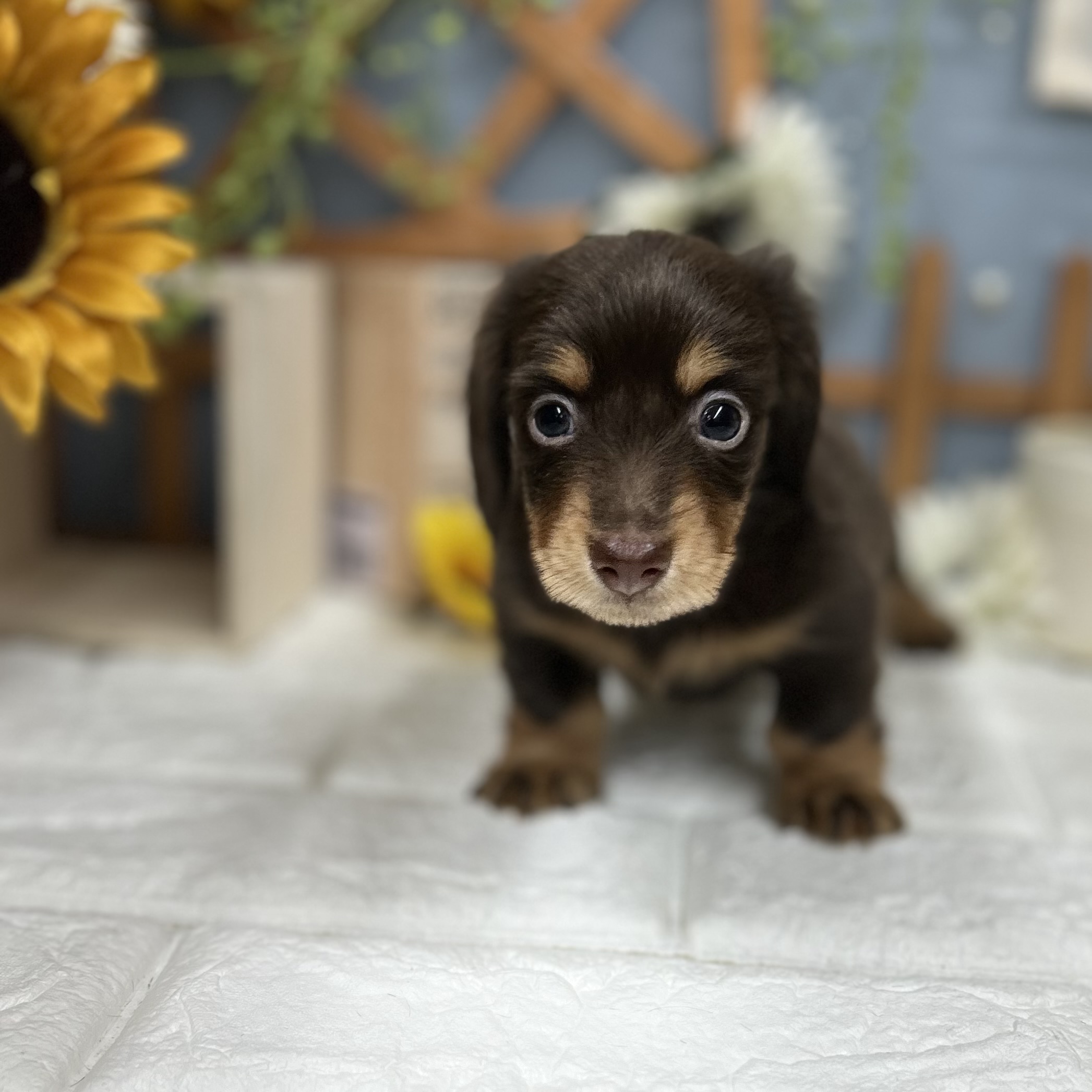 千葉県のミニチュアダックスフンド(ロング) (犬の家＆猫の里ワンズモール稲毛店/2025年9月8日生まれ/男の子/チョコレートタン)の子犬の1枚目の画像