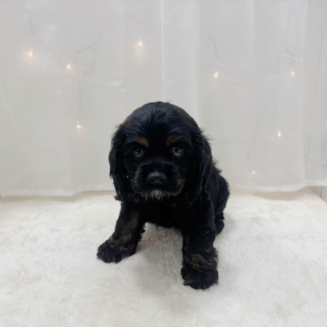 千葉県のアメリカンコッカースパニエル (犬の家＆猫の里BIGHOPガーデンモール印西店/2025年9月7日生まれ/女の子/ブラックタン)の子犬の1枚目の画像