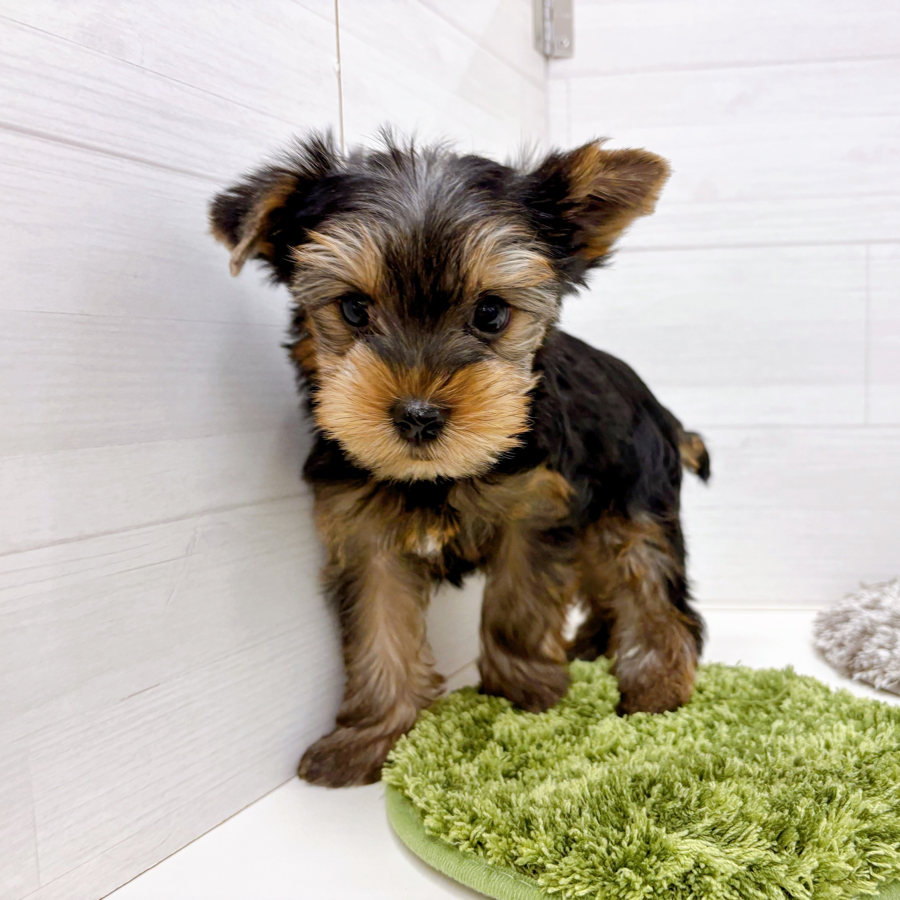 石川県のヨークシャーテリア (犬の家＆猫の里アミーゴ金沢おこばた店/2025年9月7日生まれ/男の子/スチールブルータン)の子犬の2枚目の画像