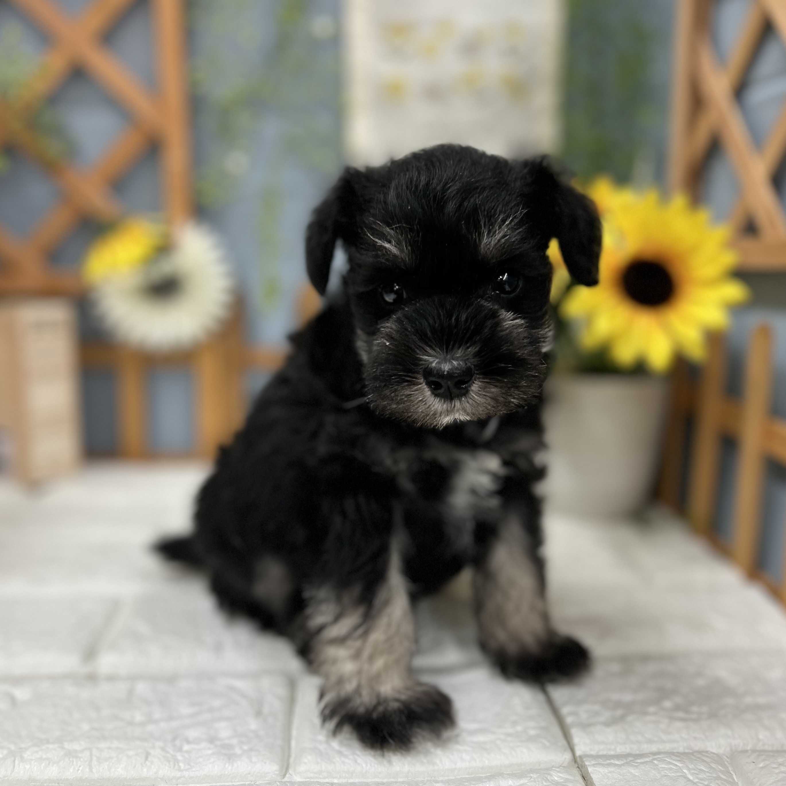 千葉県のミニチュアシュナウザー (犬の家＆猫の里ワンズモール稲毛店/2025年9月6日生まれ/女の子/ブラックシルバー)の子犬