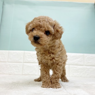 静岡県のトイプードル(タイニー) (犬の家＆猫の里マークイズ静岡店/2025年9月5日生まれ/男の子/アプリコット)の子犬の2枚目の画像