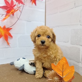 静岡県のトイプードル(トイ) (犬の家＆猫の里プレ葉ウォーク浜北店/2025年9月5日生まれ/男の子/アプリコット)の子犬の1枚目の画像