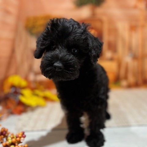 福岡県のシュナプー(シュナウザー×プードル) (犬の家＆猫の里トリアス久山店/2025年9月5日生まれ/男の子/ブラック)の子犬の2枚目の画像