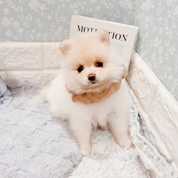 福井県のポメラニアン (犬の家＆猫の里福井店/2025年9月9日生まれ/女の子/ホワイト)の子犬の1枚目の画像