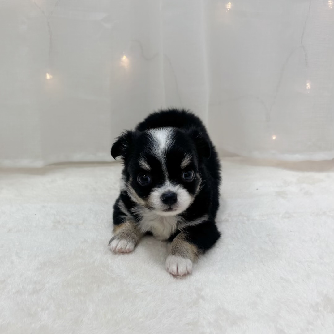 千葉県のチワワ(ロング) (犬の家＆猫の里BIGHOPガーデンモール印西店/2025年9月7日生まれ/男の子/ブラックタン)の子犬の2枚目の画像