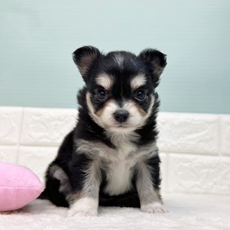 静岡県のチワワ(ロング) (犬の家＆猫の里マークイズ静岡店/2025年9月8日生まれ/女の子/ブラックタンホワイト)の子犬の1枚目の画像