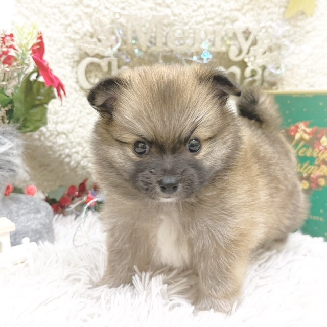 静岡県のポメチワ/チワポメ/ポメチー(ポメラニアン×チワワ) (犬の家＆猫の里藤枝店/2025年9月6日生まれ/男の子/オレンジ)の子犬の1枚目の画像