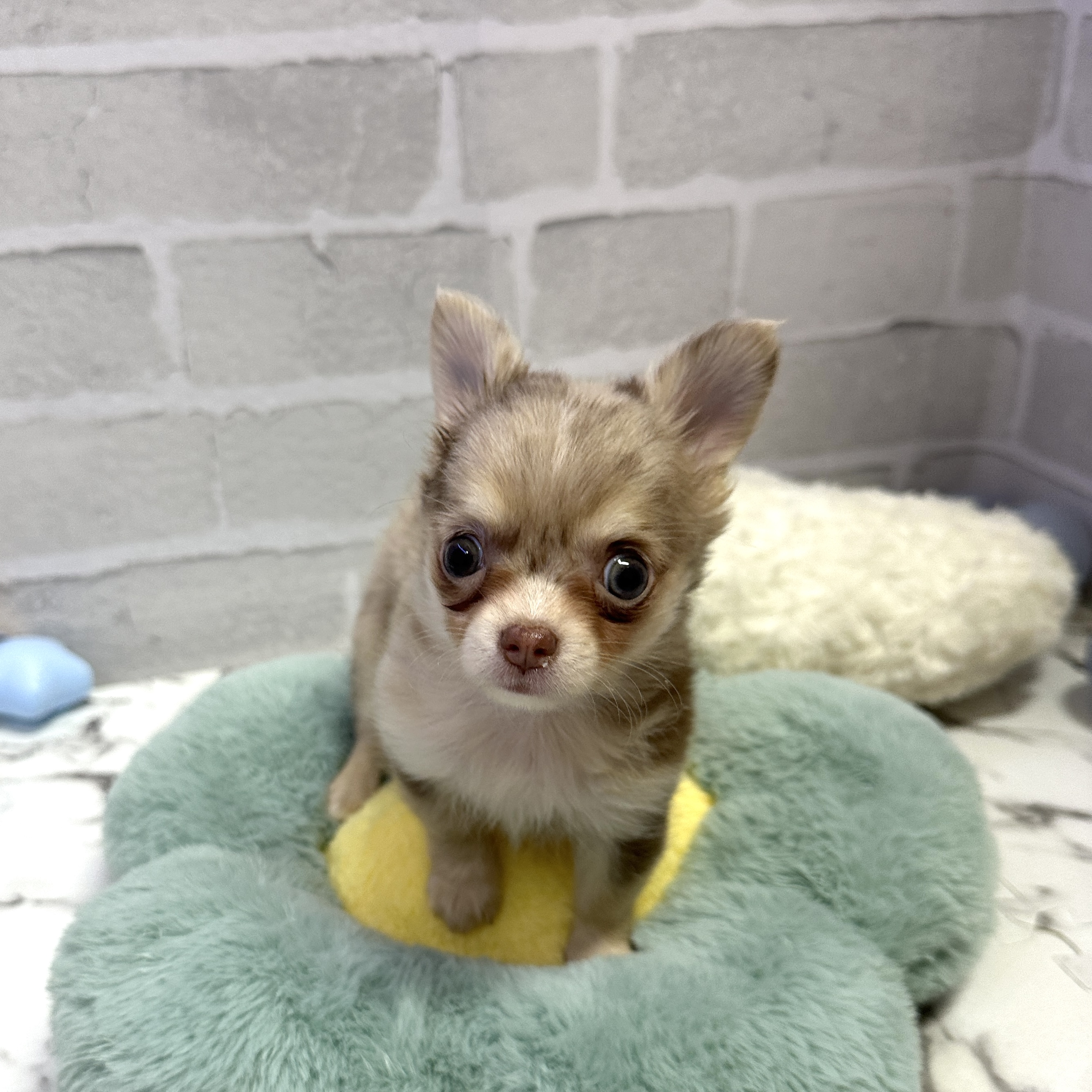 愛知県のチワワ(ロング) (犬の家＆猫の里岡崎店/2025年9月7日生まれ/女の子/チョコレートマール&ホワイト)の子犬の2枚目の画像