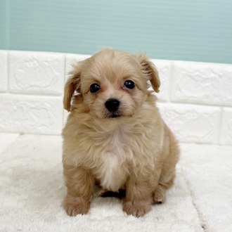 静岡県のチワプー/プーチー(チワワ×プードル) (犬の家＆猫の里マークイズ静岡店/2025年9月8日生まれ/男の子/アプリコット)の子犬の1枚目の画像