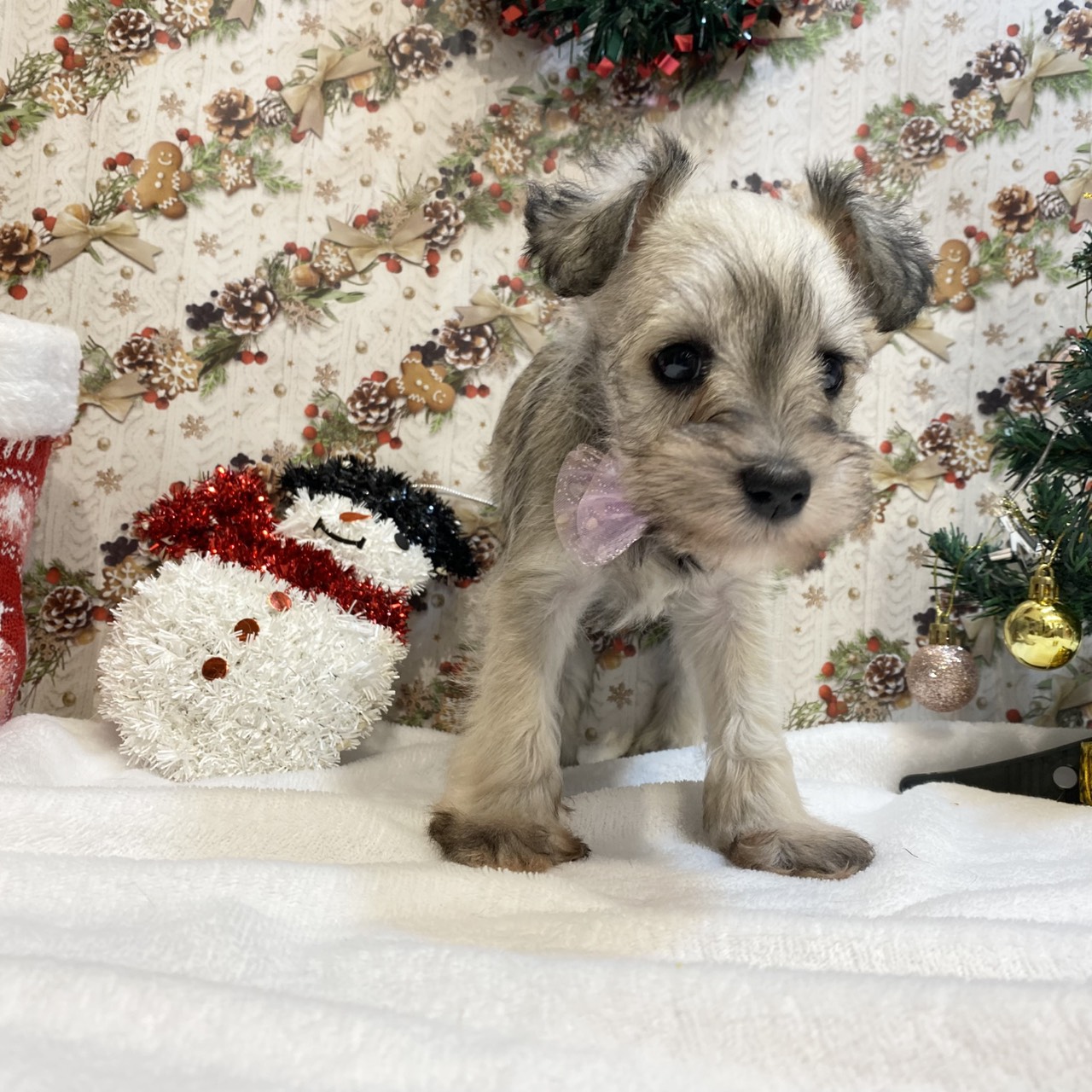 長野県のミニチュアシュナウザー (犬の家＆猫の里カインズ梓川店/2025年9月7日生まれ/女の子/ウィートンペッパー)の子犬の2枚目の画像