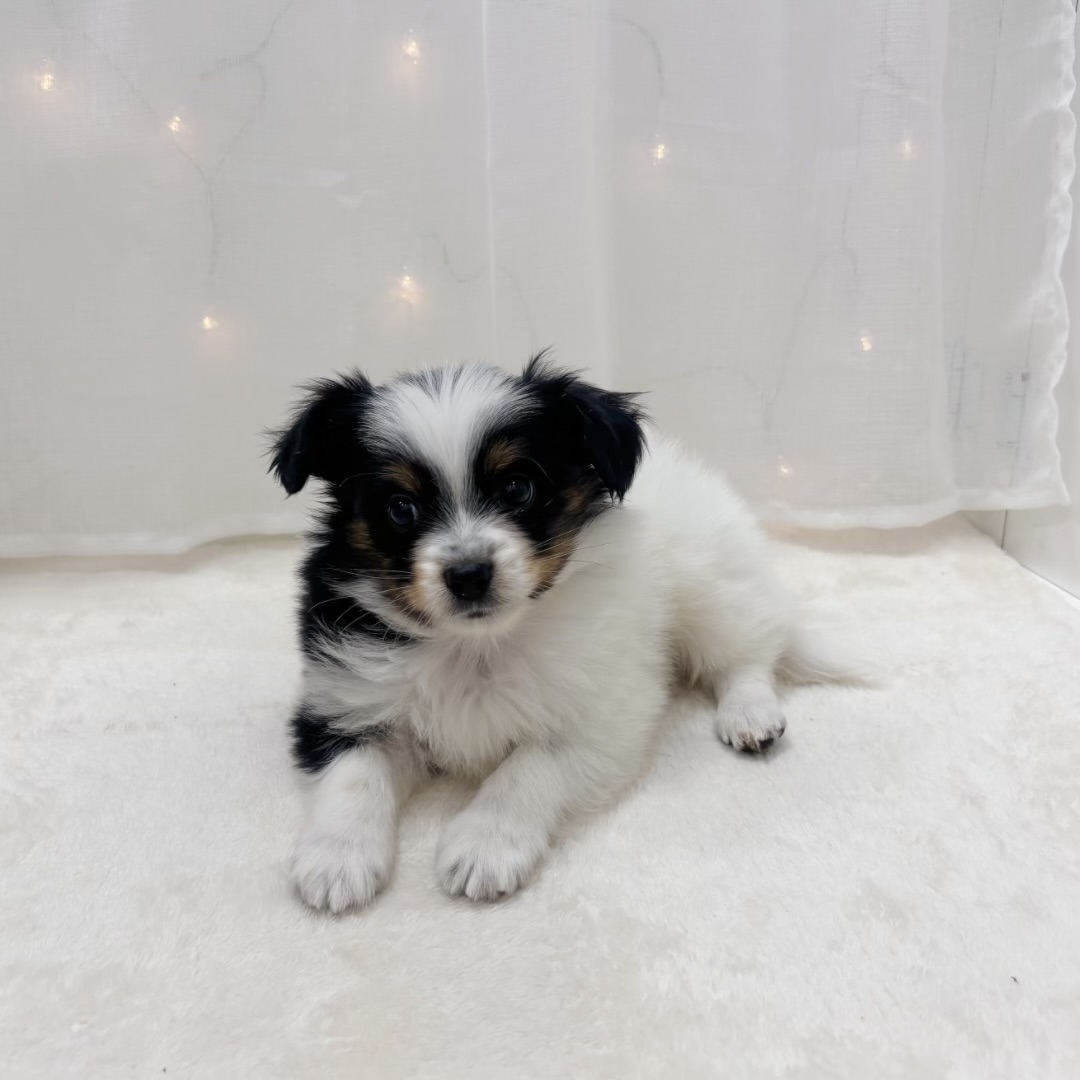 千葉県のパピヨン (犬の家＆猫の里BIGHOPガーデンモール印西店/2025年9月5日生まれ/男の子/トライカラー)の子犬の2枚目の画像