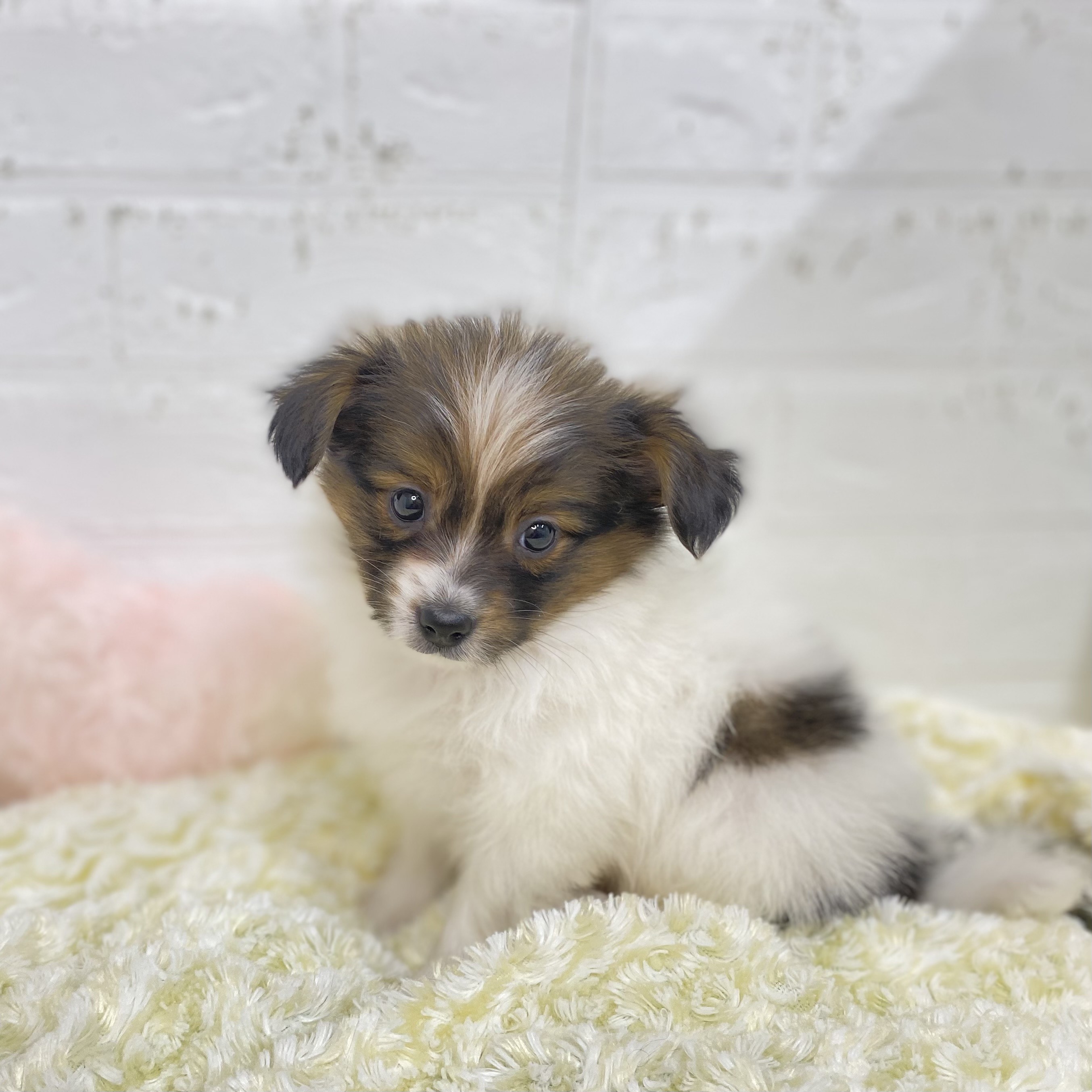 長野県のパピヨン (犬の家＆猫の里長野店/2025年9月5日生まれ/男の子/ホワイトブラウン)の子犬の1枚目の画像