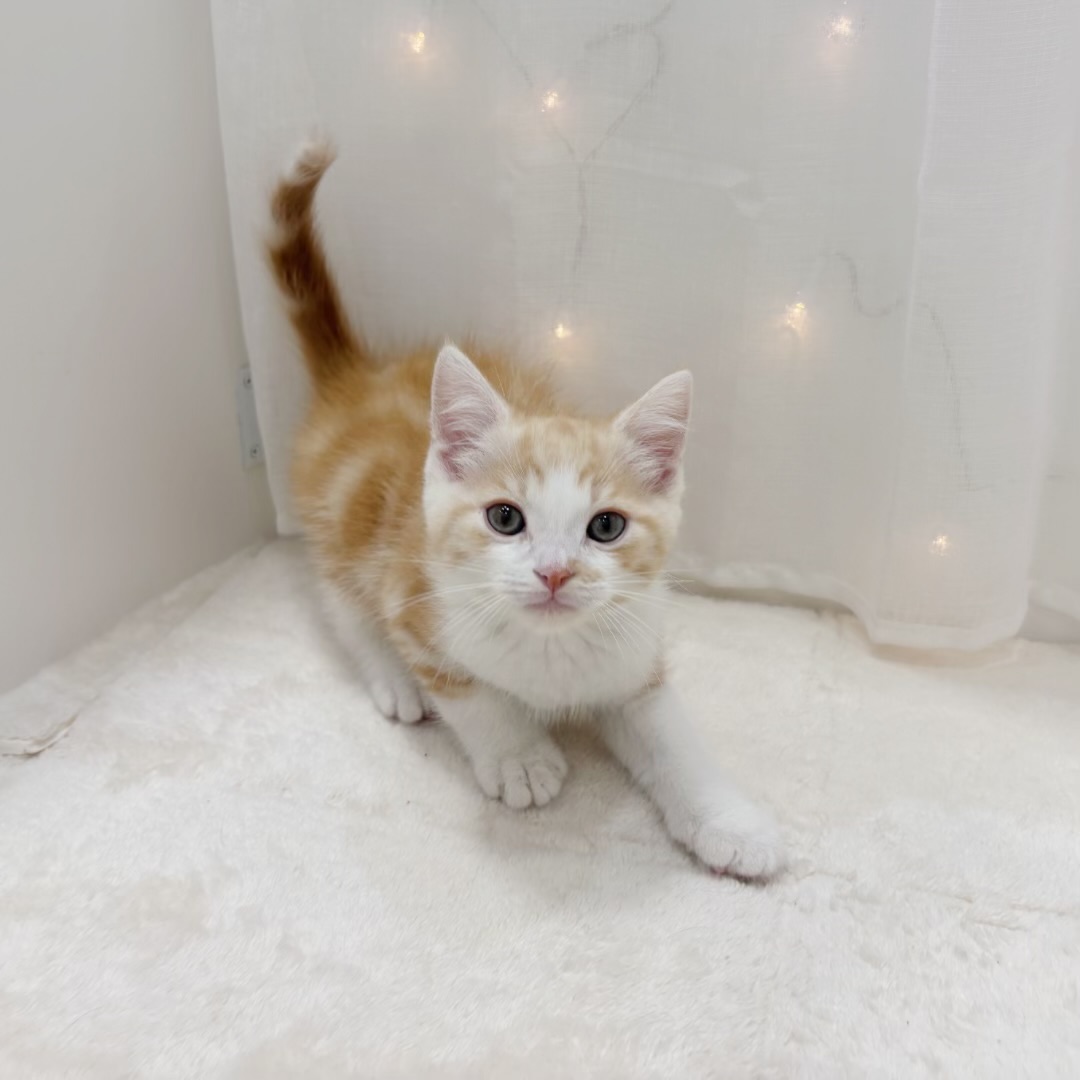 千葉県のマンチカン (犬の家＆猫の里BIGHOPガーデンモール印西店/2025年9月8日生まれ/男の子/レッドタビーホワイト)の子猫の2枚目の画像