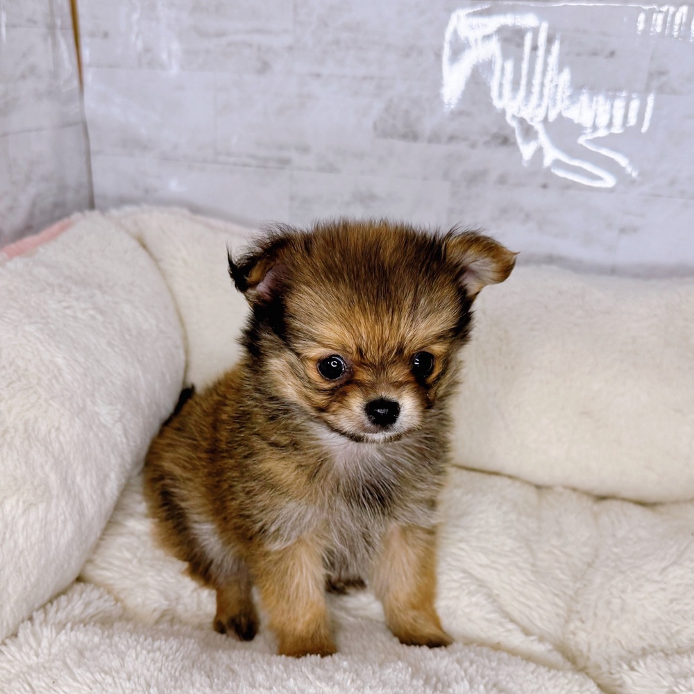 長野県のポメチワ/チワポメ/ポメチー(ポメラニアン×チワワ) (犬の家＆猫の里塩尻店/2025年9月9日生まれ/女の子/オレンジ)の子犬の2枚目の画像