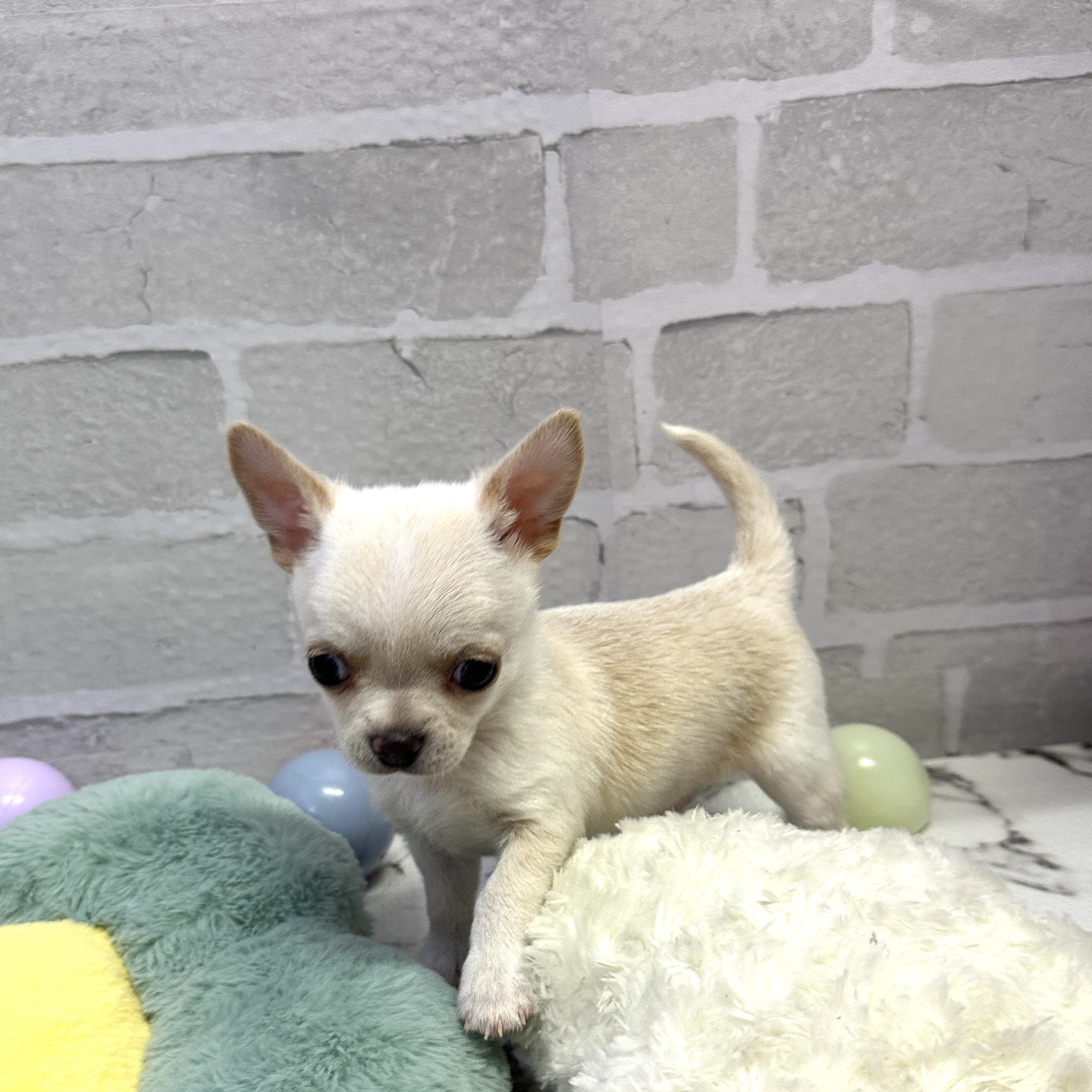 愛知県のチワワ(スムース) (犬の家＆猫の里岡崎店/2025年9月9日生まれ/男の子/クリーム)の子犬の2枚目の画像