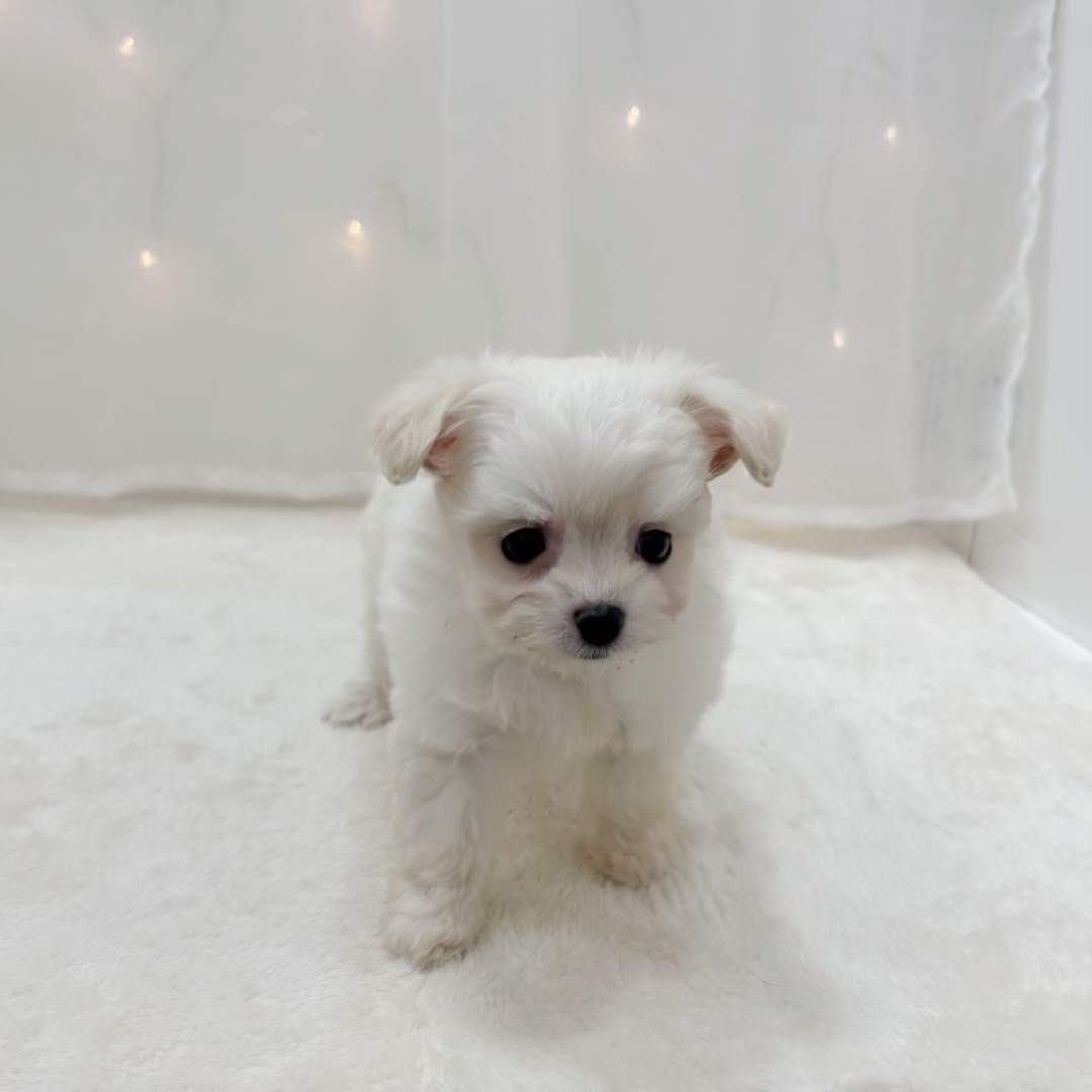 千葉県のチワプー/プーチー(チワワ×プードル) (犬の家＆猫の里BIGHOPガーデンモール印西店/2025年9月8日生まれ/女の子/ホワイト)の子犬の2枚目の画像