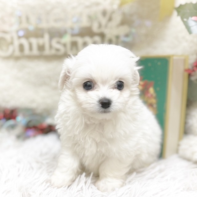 静岡県のチワプー/プーチー(チワワ×プードル) (犬の家＆猫の里藤枝店/2025年9月8日生まれ/男の子/ホワイト)の子犬の2枚目の画像