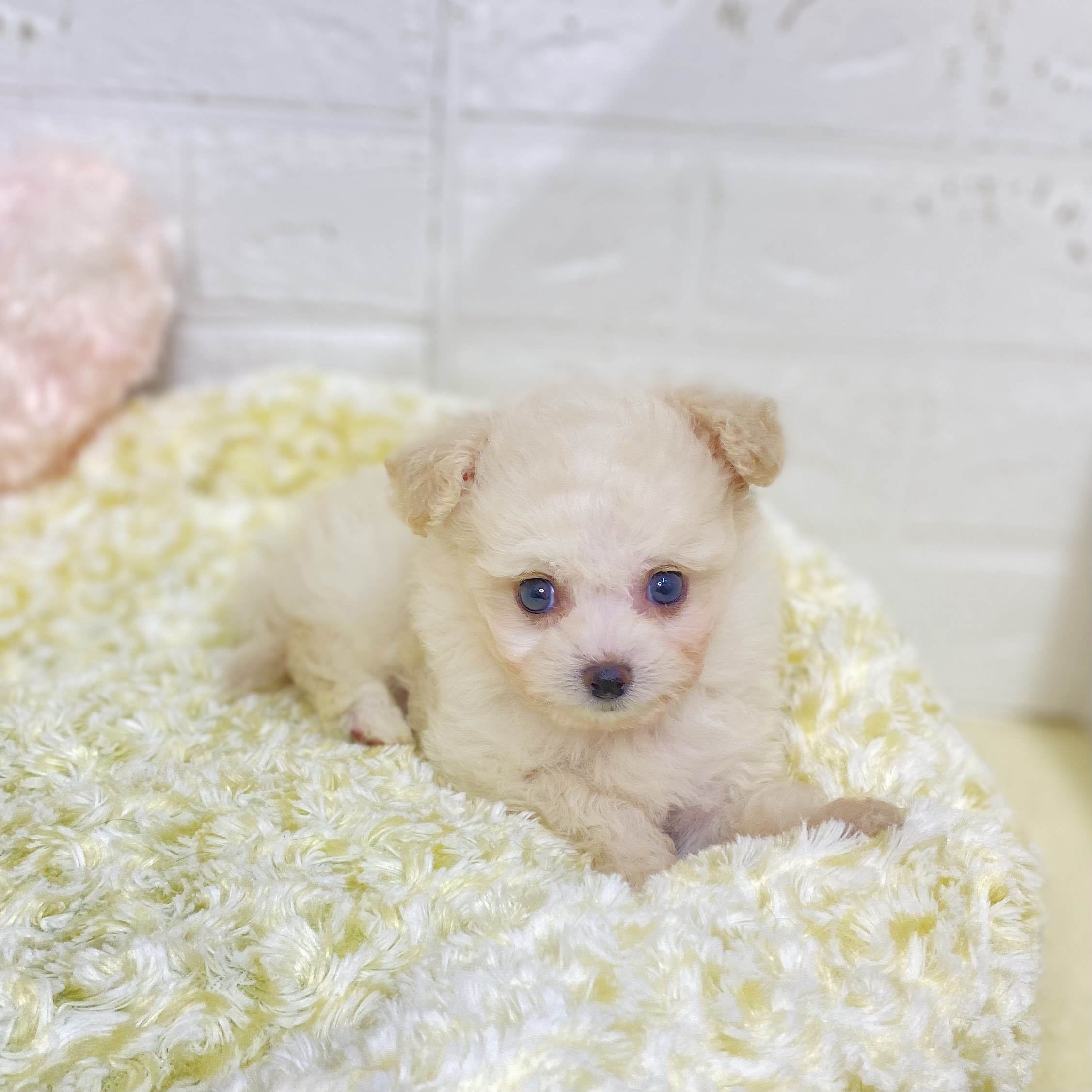 長野県のチワプー/プーチー(チワワ×プードル) (犬の家＆猫の里長野店/2025年9月8日生まれ/男の子/ホワイト)の子犬の2枚目の画像