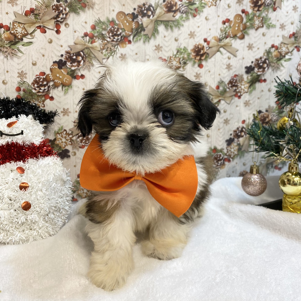長野県のシーズー (犬の家＆猫の里カインズ梓川店/2025年9月7日生まれ/男の子/ゴールドホワイト)の子犬の2枚目の画像