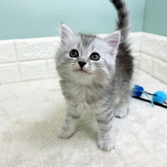 静岡県のサイベリアン (犬の家＆猫の里マークイズ静岡店/2025年9月8日生まれ/男の子/シルバータビー)の子猫の1枚目の画像